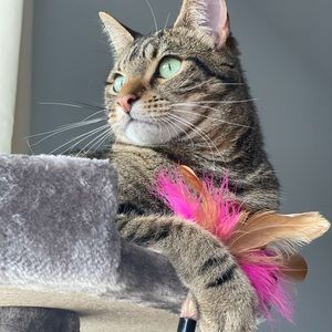 Meet your Posher, Diana